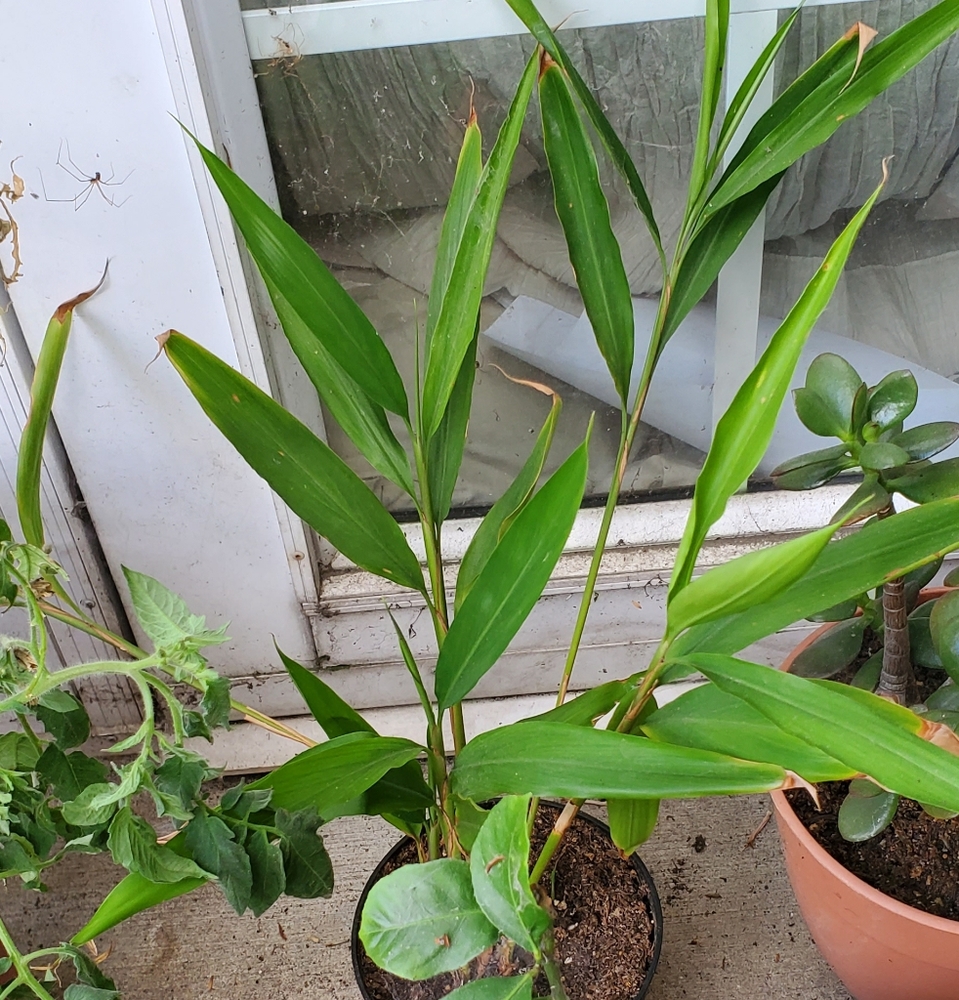 LIVE Potted Ginger superfood plant